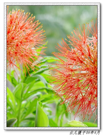 ����ƪ----�¹���������