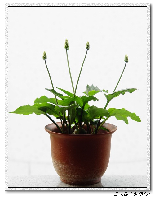 ����ƪ----�¹���������