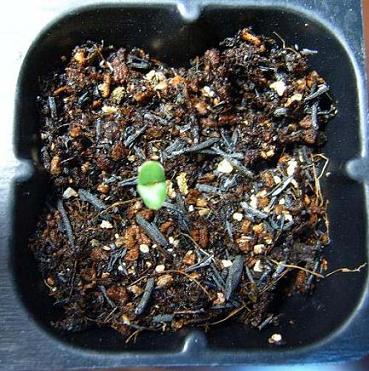 �ɰ���С�����ǣ�½�������С�����