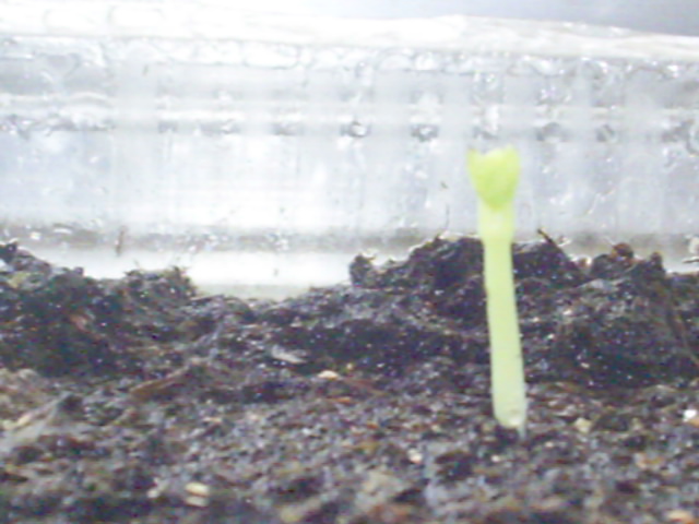 ��������ѿ�ˡ�