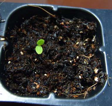 �ɰ���С�����ǣ�½�������С�����