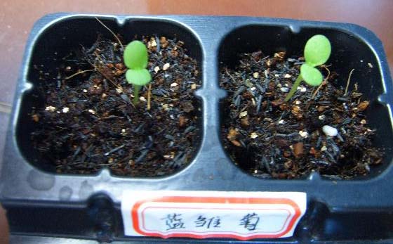 �ɰ���С�����ǣ�½�������С�����