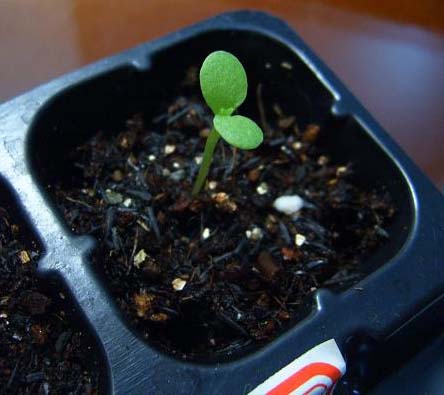 �ɰ���С�����ǣ�½�������С�����