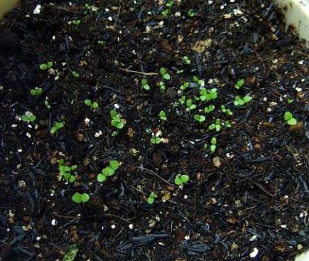 �ɰ���С�����ǣ�½�������С�����