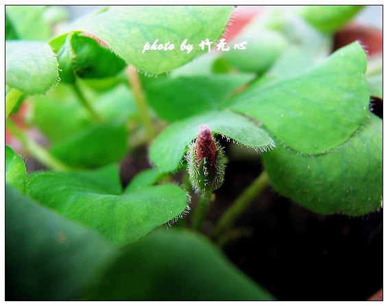 ����Ļ���~P2,��Ҷ��/�Ͻ���