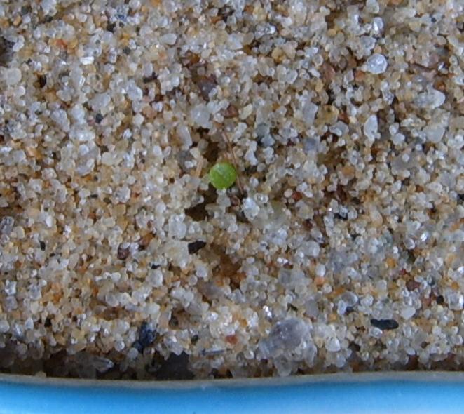 �ɰ���С�����ǣ�PP½�������С�����