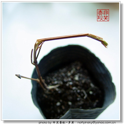 weiwei����������EMS�ĳ�