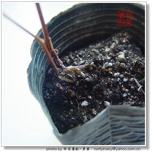 weiwei����������EMS�ĳ�