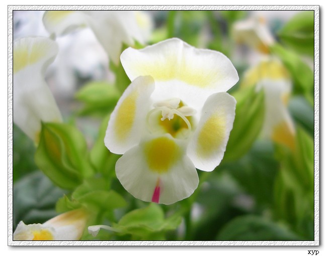 Ư��������