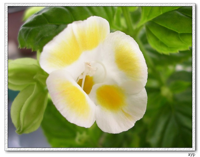 Ư��������