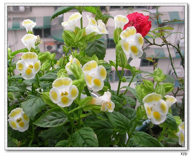 Ư��������