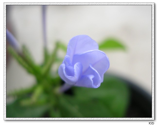 ��ѩ�����ˡ���ѩ��Ҳ����