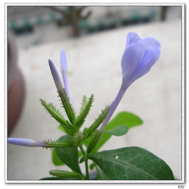 ��ѩ�����ˡ���ѩ��Ҳ����