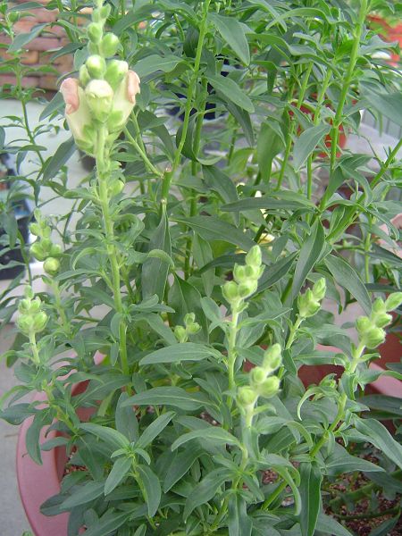 �ݻ����Ŷ�