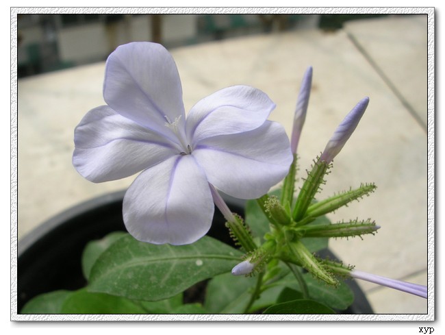 ��ѩ�����ˡ���ѩ��Ҳ����