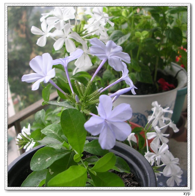 ��ѩ�����ˡ���ѩ��Ҳ����