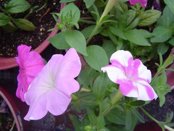 �ݻ����Ŷ�