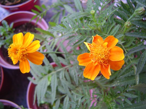 �ݻ����Ŷ�