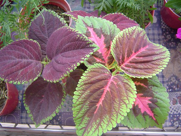 �ݻ����Ŷ�