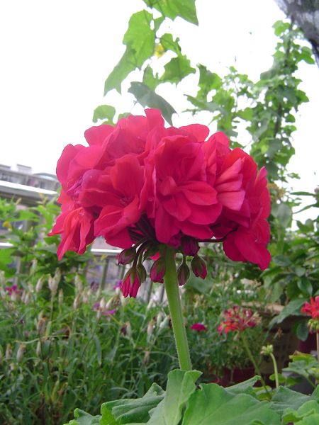 �ݻ����Ŷ�