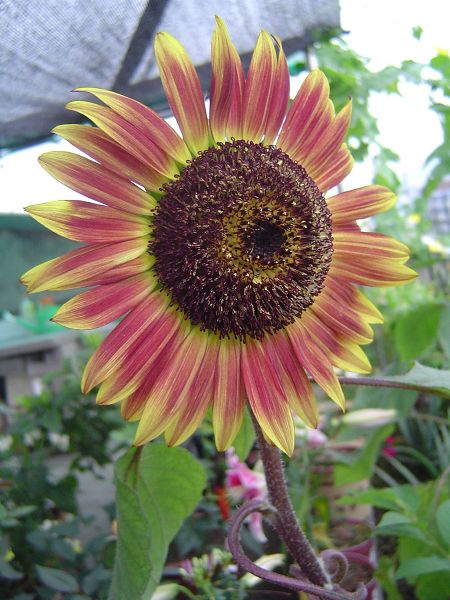 �ݻ����Ŷ�