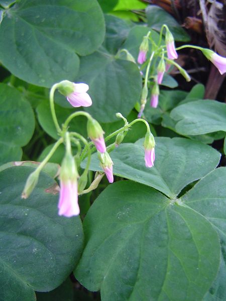 �ݻ����Ŷ�