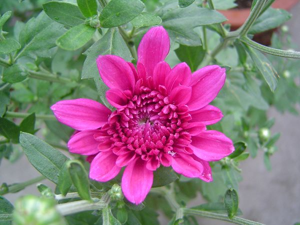 �ݻ����Ŷ�