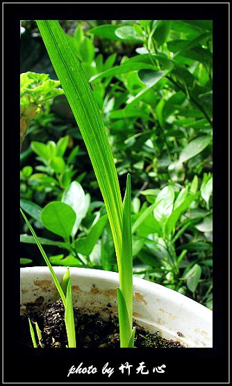 ����Ļ���~P2,��Ҷ��/�Ͻ���