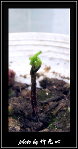 ����Ļ���~P2,��Ҷ��/�Ͻ���