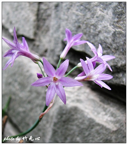 ����Ļ���~P2,��Ҷ��/�Ͻ���