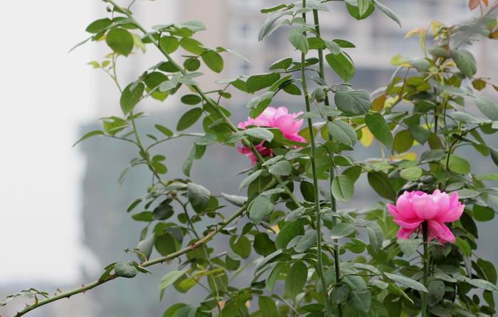 ���伯----�ҵ��¼���԰(�У�3���£�