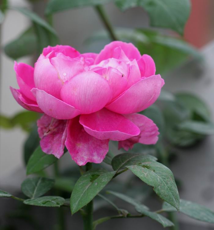 ���伯----�ҵ��¼���԰(�У�3���£�