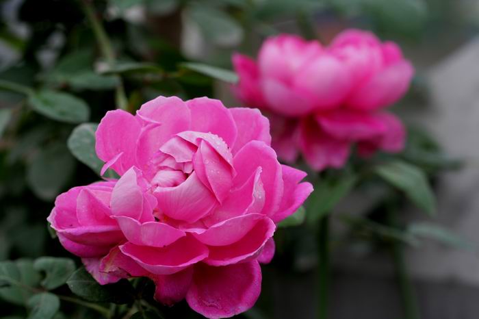 ���伯----�ҵ��¼���԰(�У�3���£�