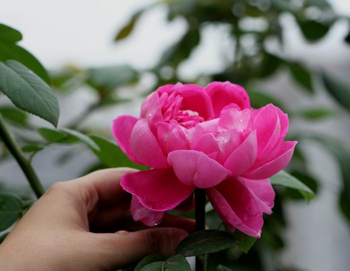 ���伯----�ҵ��¼���԰(�У�3���£�