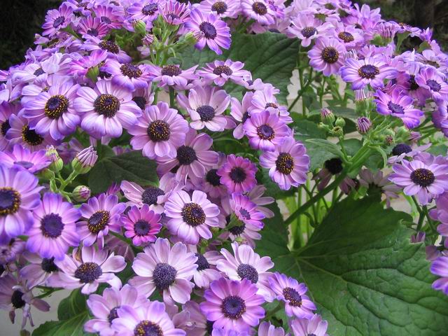 [��ͼ]ԭ����Ҷ�տ�����ô���ġ�