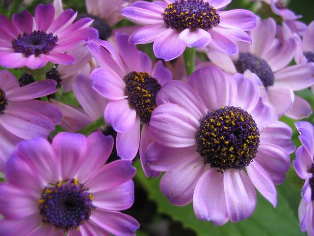 [��ͼ]ԭ����Ҷ�տ�����ô���ġ�