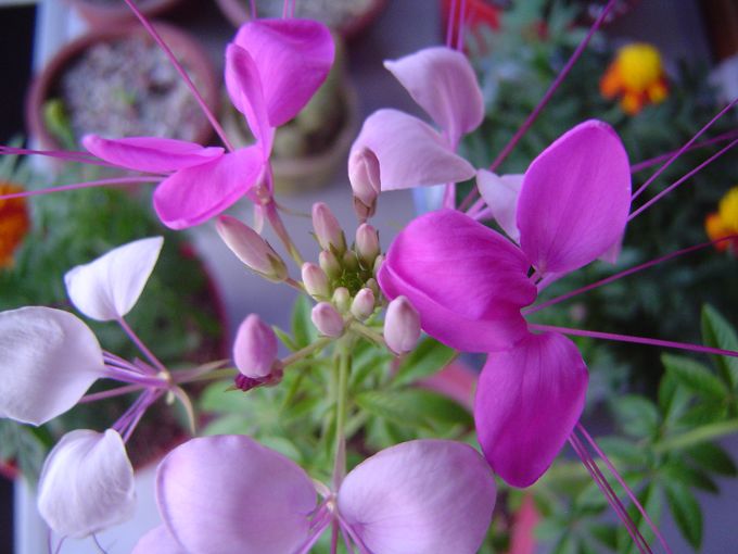 �ݻ����Ŷӣ���л�������������ӵĻ��ѣ�