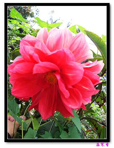 �ֿ�������