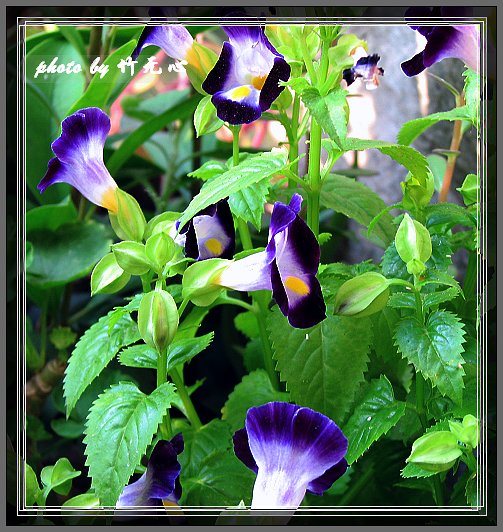 ���������ʹ