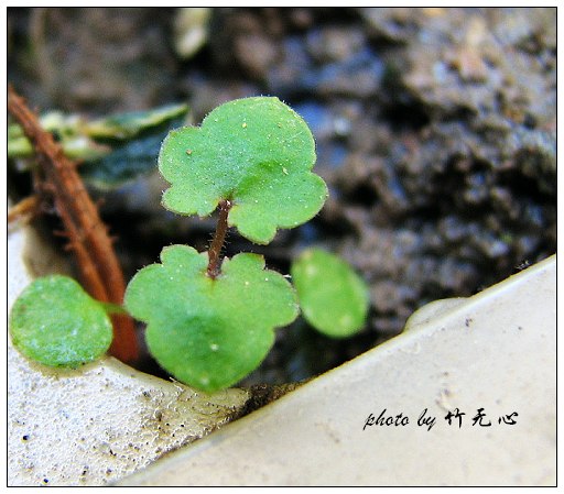 ���������ʹ