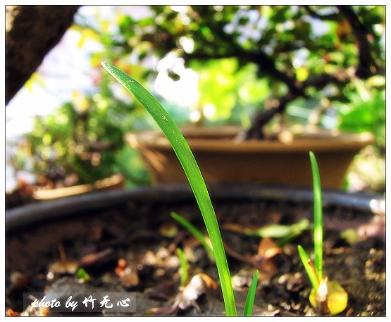 ����Ļ���~P2,��Ҷ��/�Ͻ���