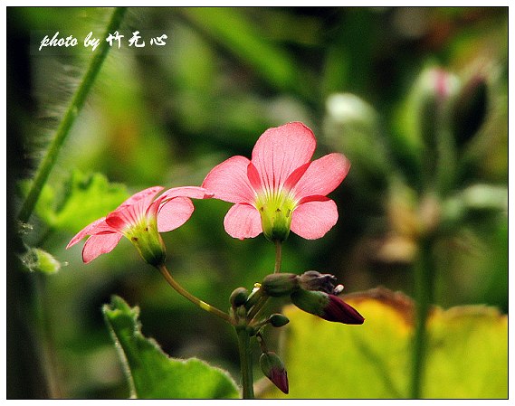 ����Ļ���~P2,��Ҷ��/�Ͻ���