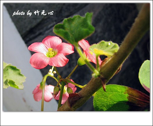 ����Ļ���~P2,��Ҷ��/�Ͻ���