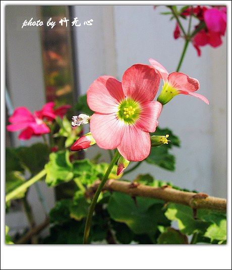 ����Ļ���~P2,��Ҷ��/�Ͻ���