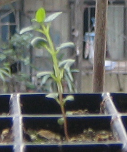 �ﲥҲ���......P13