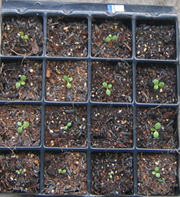 �ﲥҲ���......P13