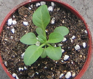 �ﲥҲ���......P13