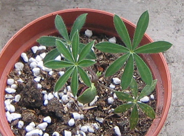 �ﲥҲ���......P13