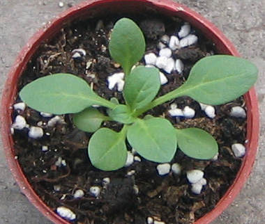 �ﲥҲ���......P13