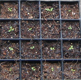 �ﲥҲ���......P13